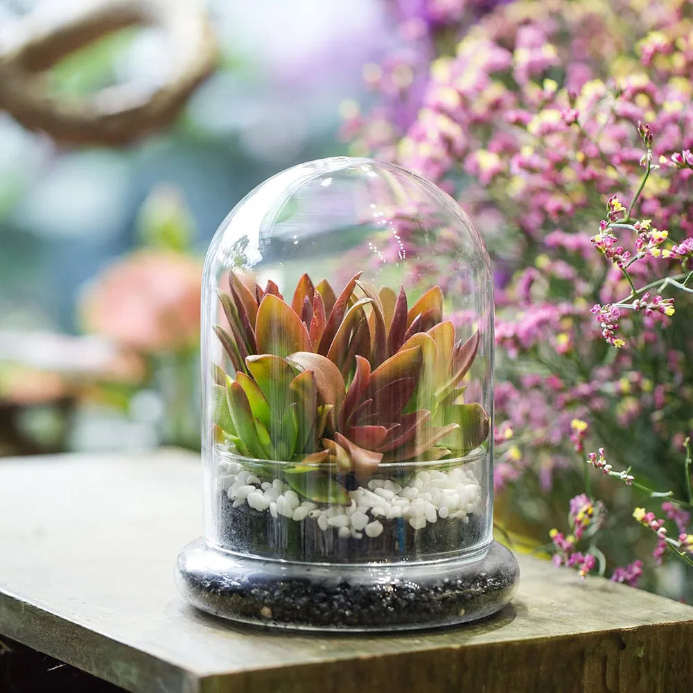 Glass Dome with Airhole Glass Cloche Bell Jar with Base Home Tabletop Display Clear Terrarium Container for Plant, Flower