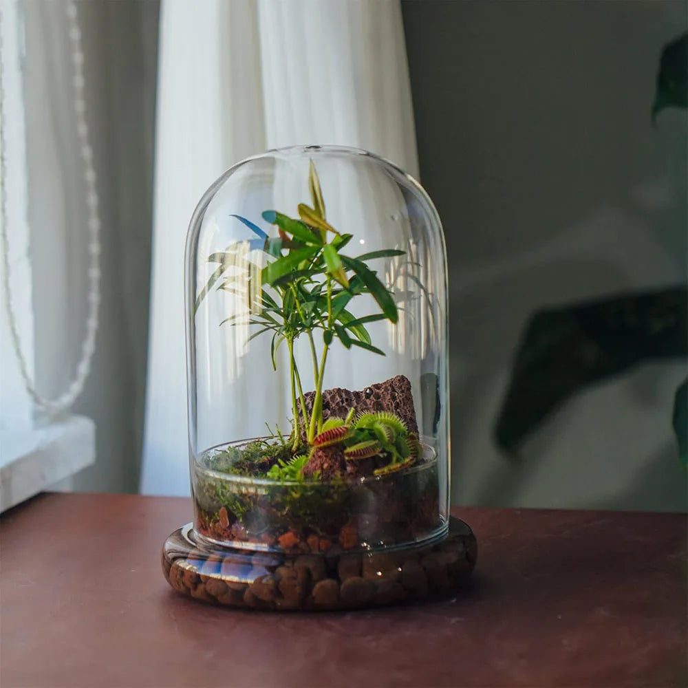 Glass Dome with Airhole Glass Cloche Bell Jar with Base Home Tabletop Display Clear Terrarium Container for Plant, Flower