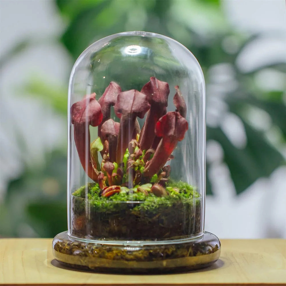 Glass Dome with Airhole Glass Cloche Bell Jar with Base Home Tabletop Display Clear Terrarium Container for Plant, Flower