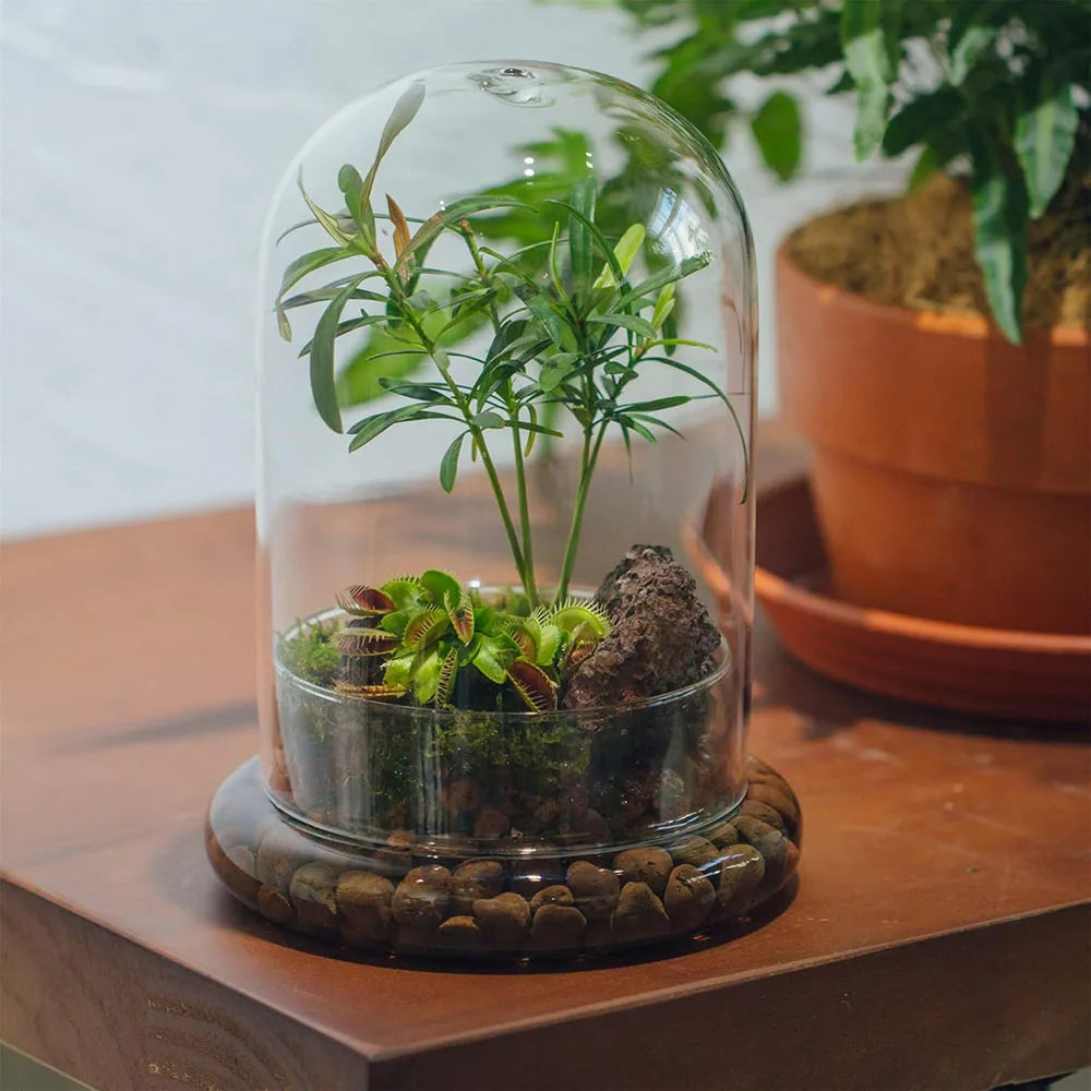 Glass Dome with Airhole Glass Cloche Bell Jar with Base Home Tabletop Display Clear Terrarium Container for Plant, Flower