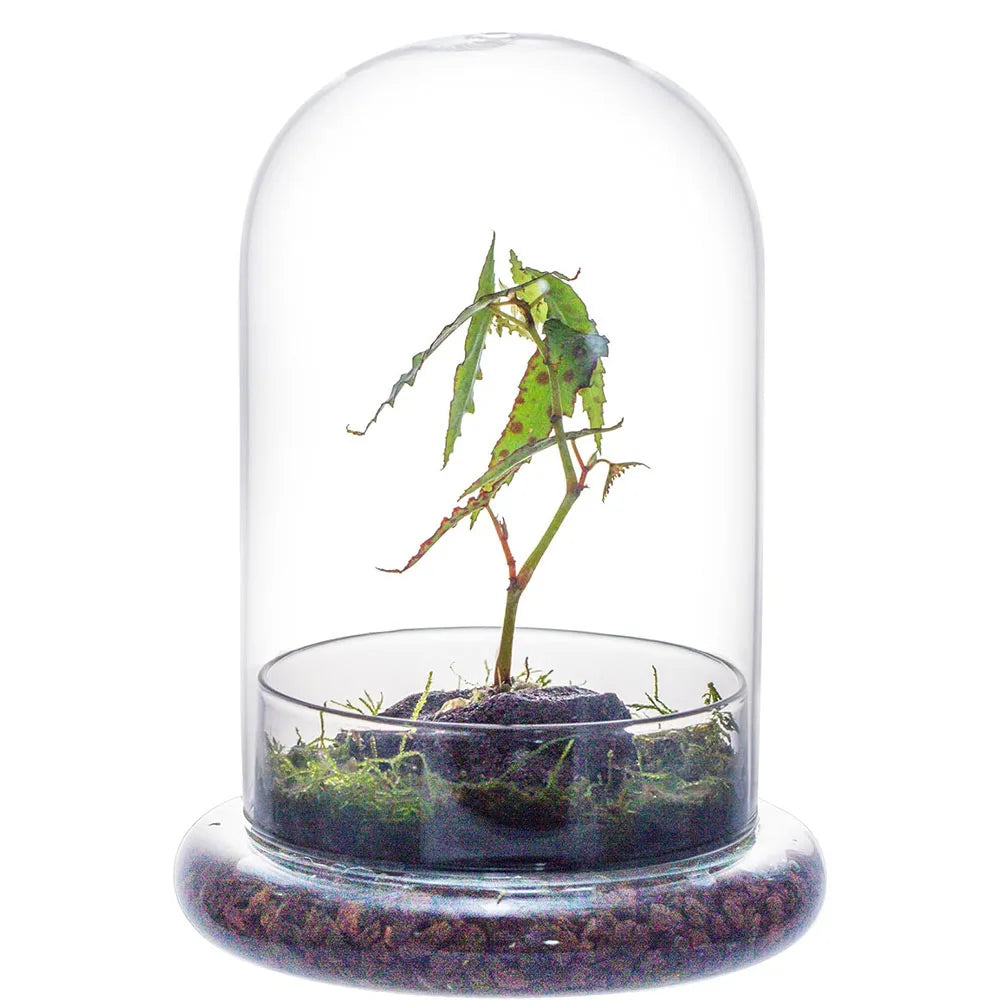Glass Dome with Airhole Glass Cloche Bell Jar with Base Home Tabletop Display Clear Terrarium Container for Plant, Flower