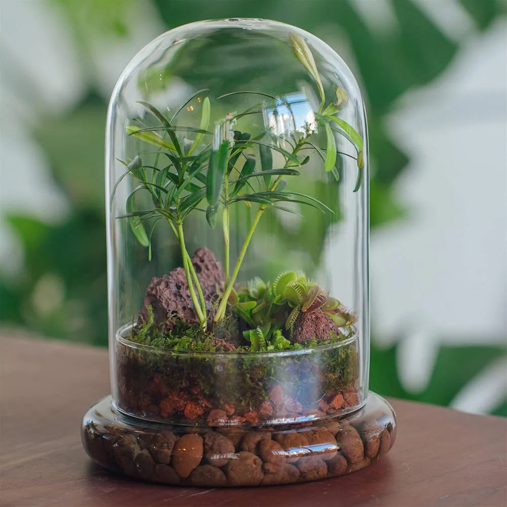 Glass Dome with Airhole Glass Cloche Bell Jar with Base Home Tabletop Display Clear Terrarium Container for Plant, Flower