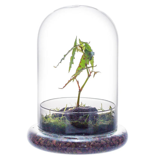 Glass Dome with Airhole Glass Cloche Bell Jar with Base Home Tabletop Display Clear Terrarium Container for Plant, Flower